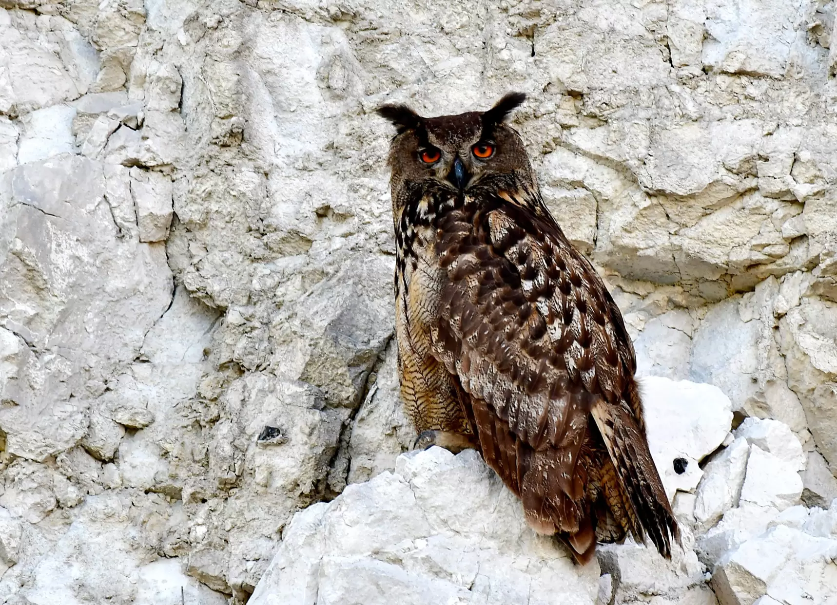 the breeding of Eurasian Eagle-owl in Rordal the quarry was documented.png